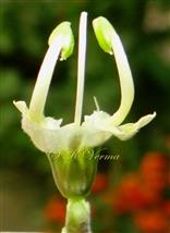  Flower showing Stamens and Pistil (Coorolla removed)